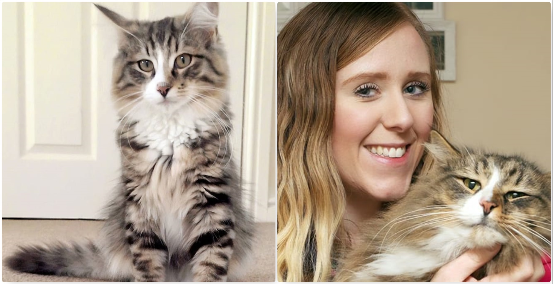 Kucing Disangka Diambil Orang Rupanya Menjadi Raja Di Kilang Makanan Haiwan Pulang Dengan Saiz Dua Kali Ganda Diari